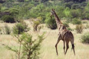 giraffe (9)